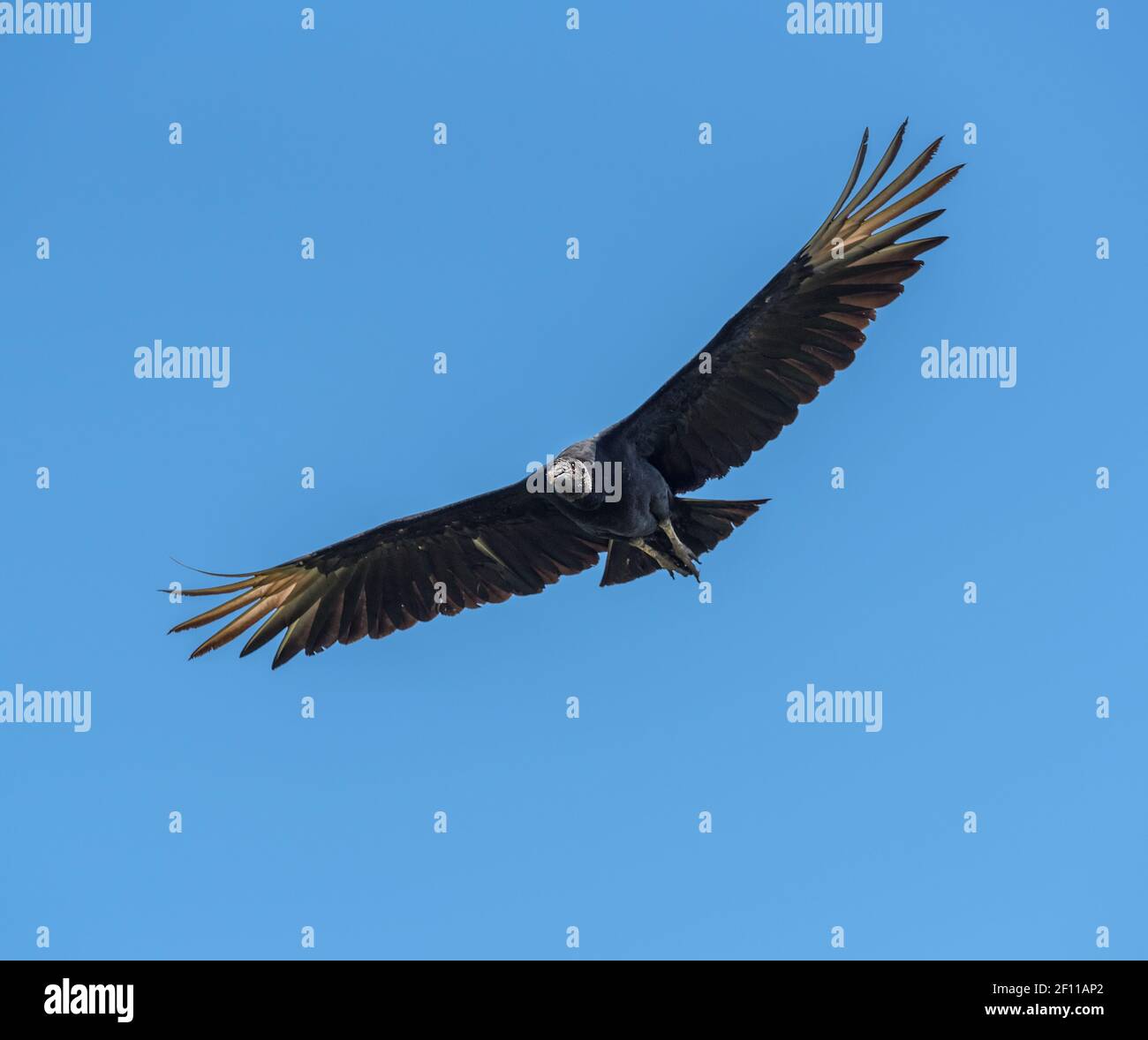 flying black vulture, Drake Bay, Costa Rica Stock Photo