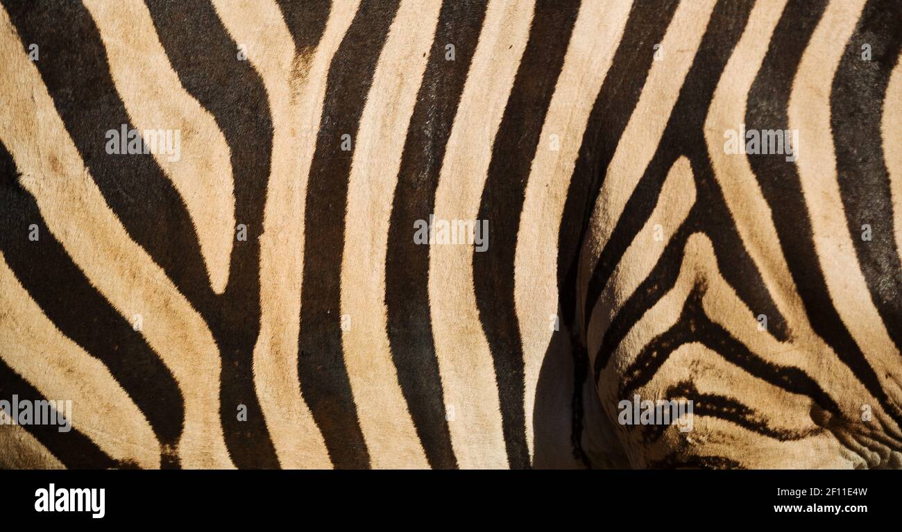 Wild zebra skin abstract background Stock Photo