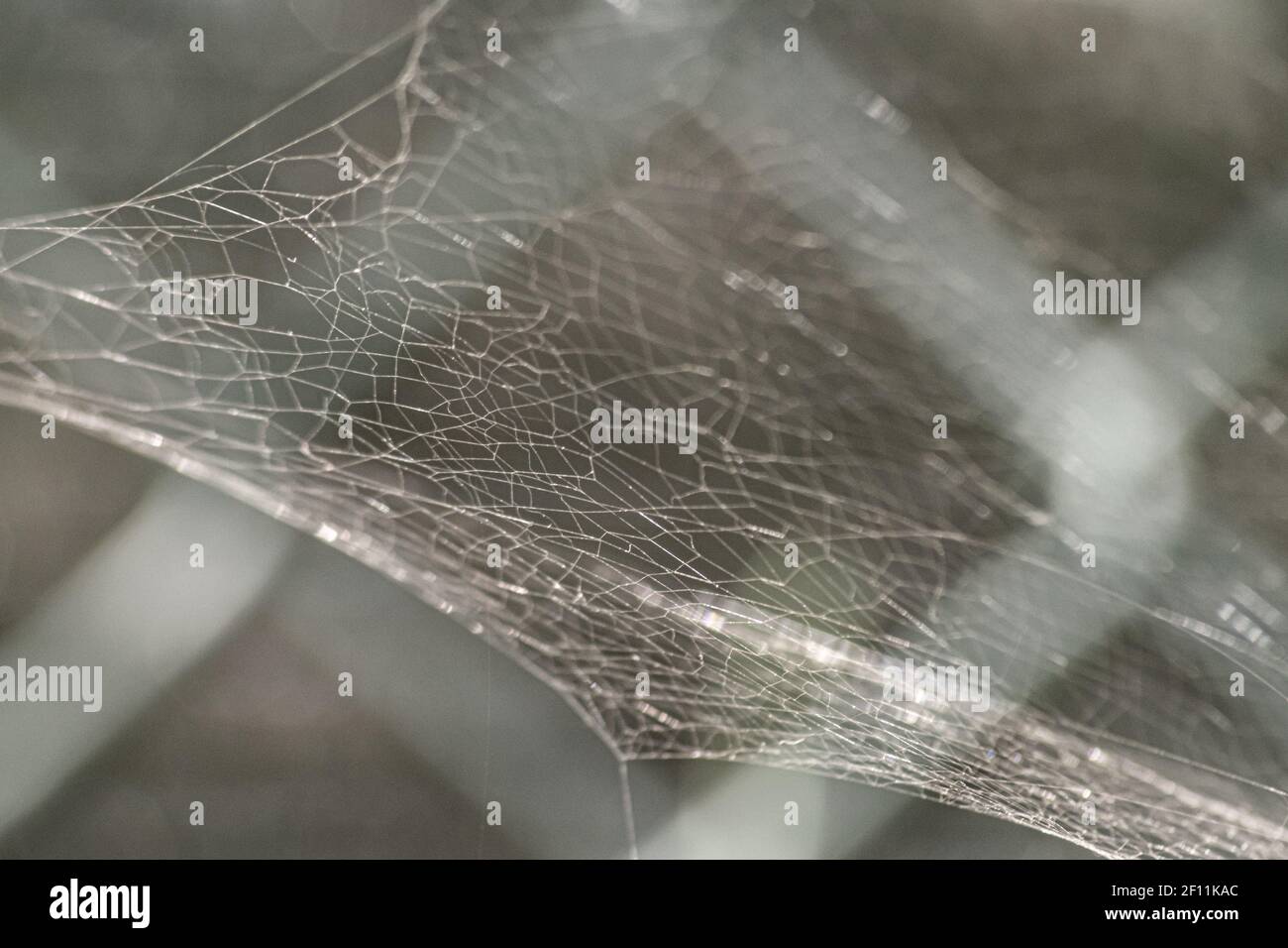 Spider web reflecting natural light found in a tree Stock Photo