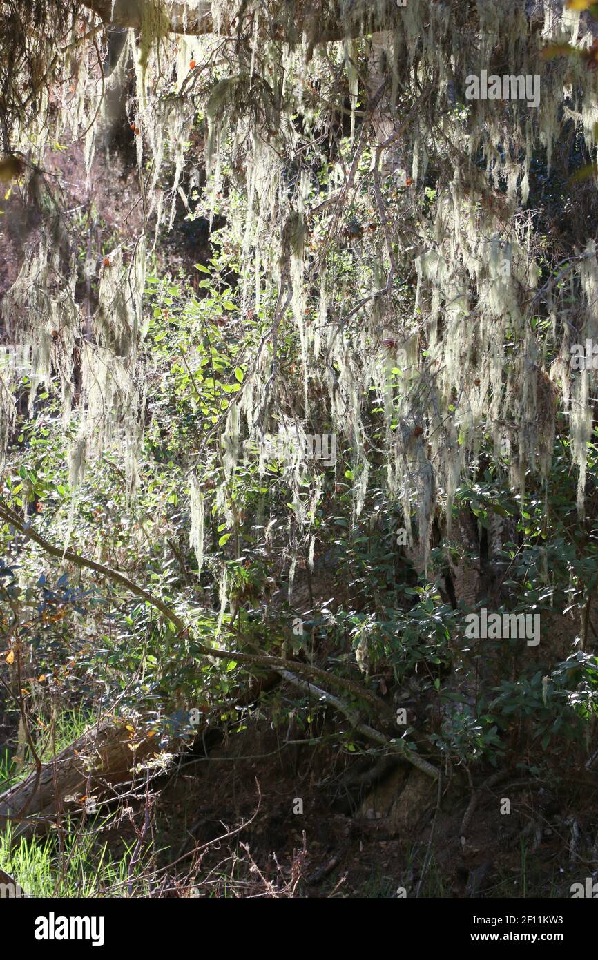 Backlit, trailing Ramalina menziesii lichen hangs from the branches of