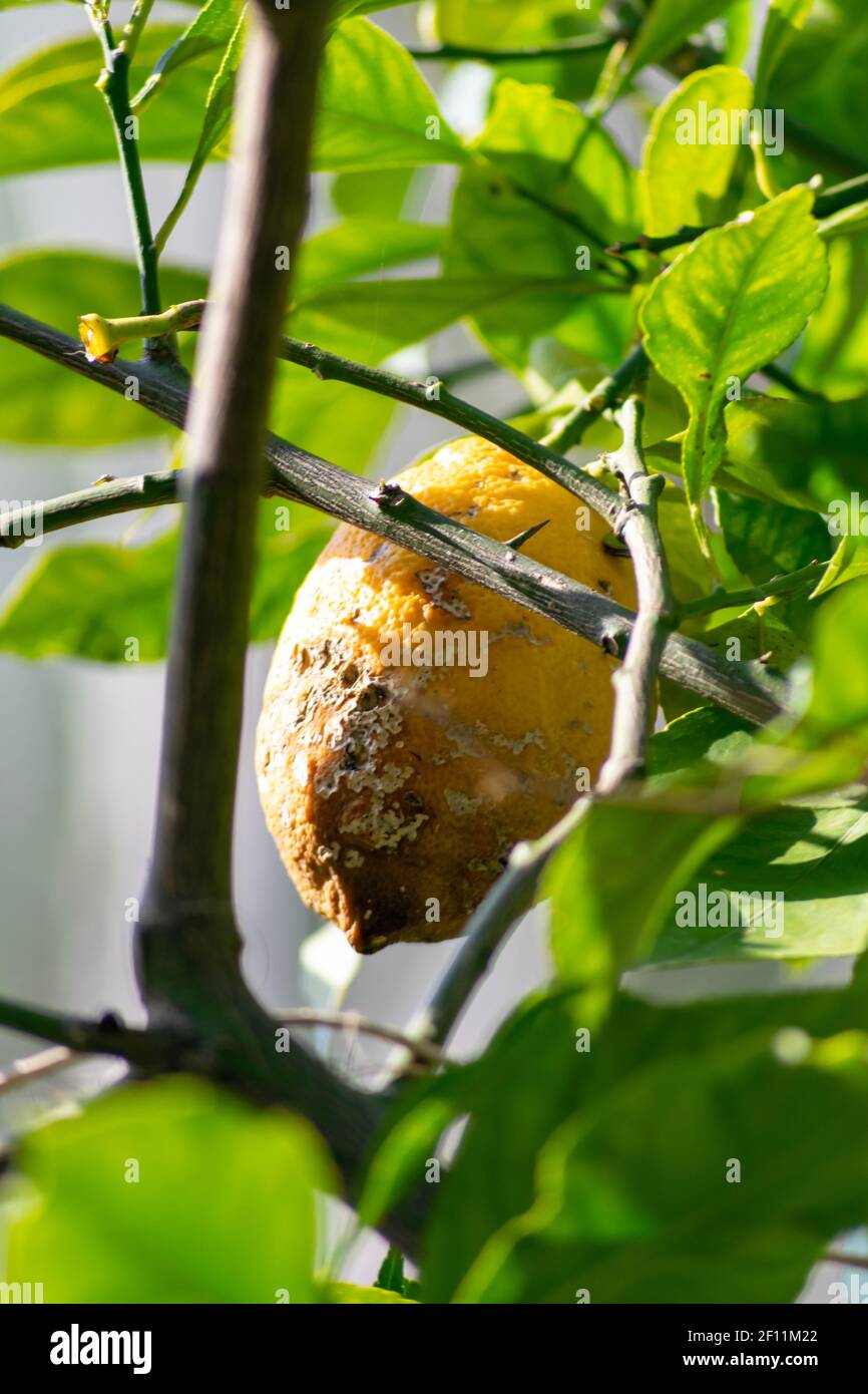 Lemon tree diseases hires stock photography and images Alamy