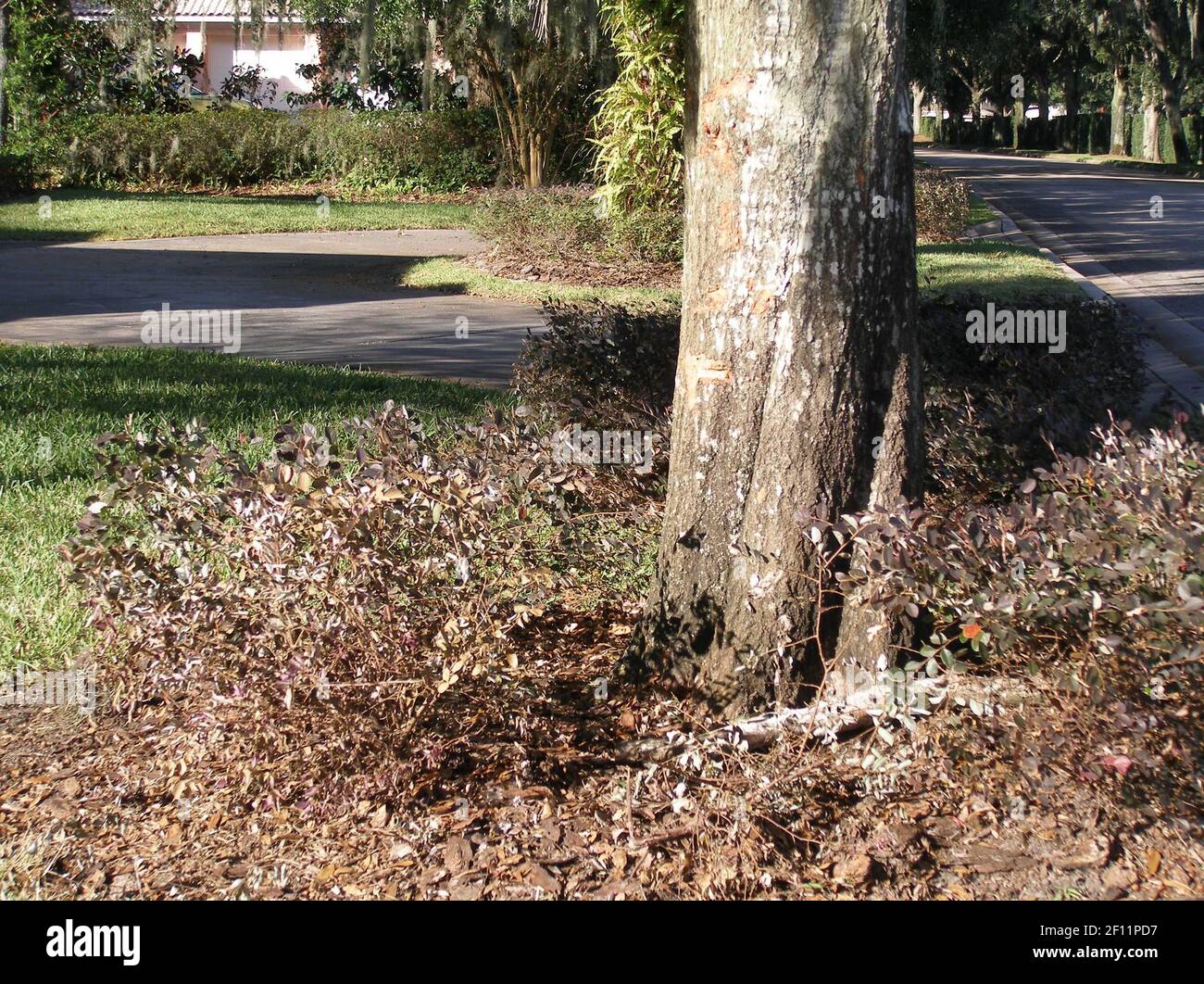 Car stuck tree hires stock photography and images Alamy