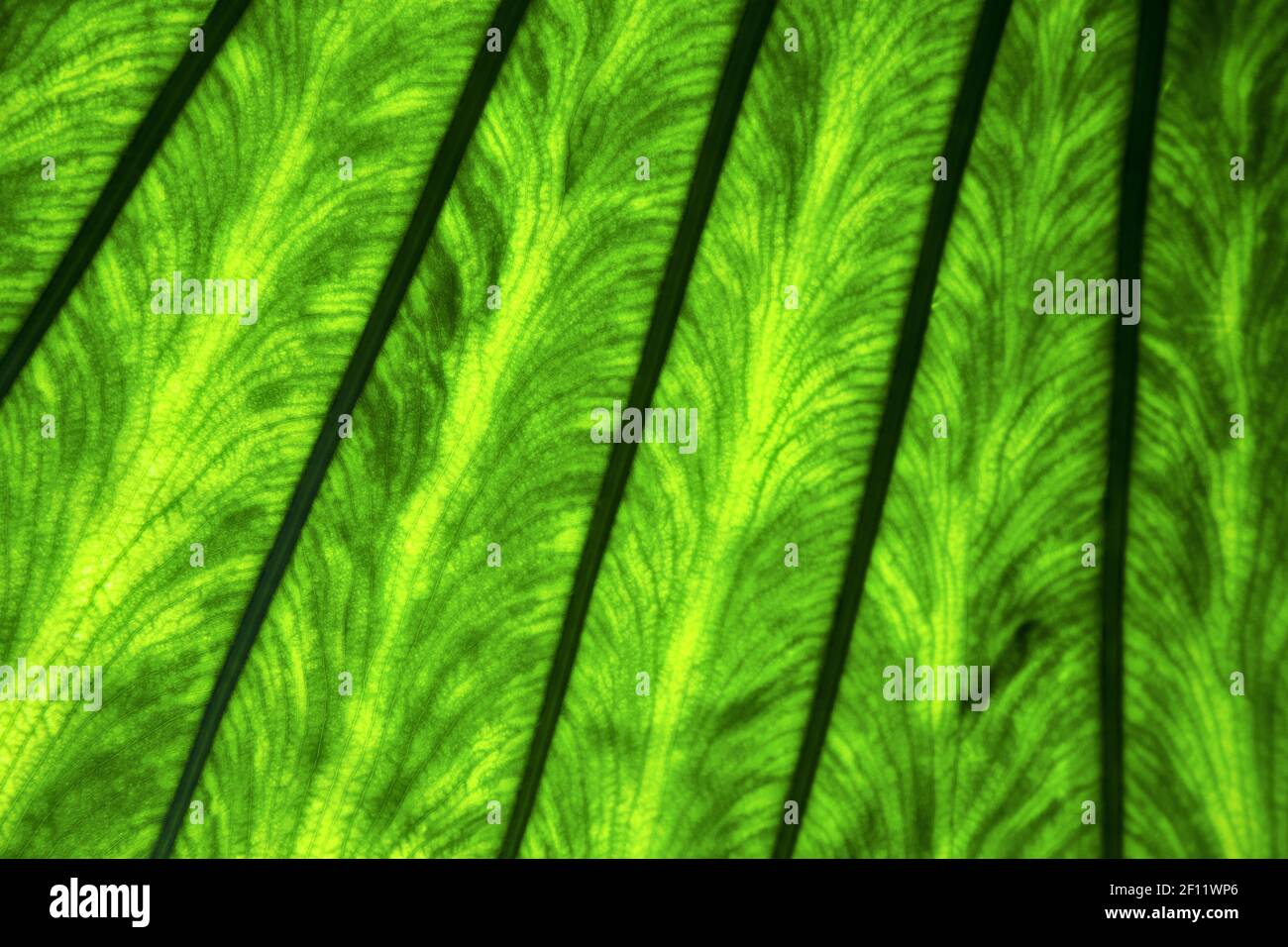 Background macro close up abstract of a green black leaf and his veins ...