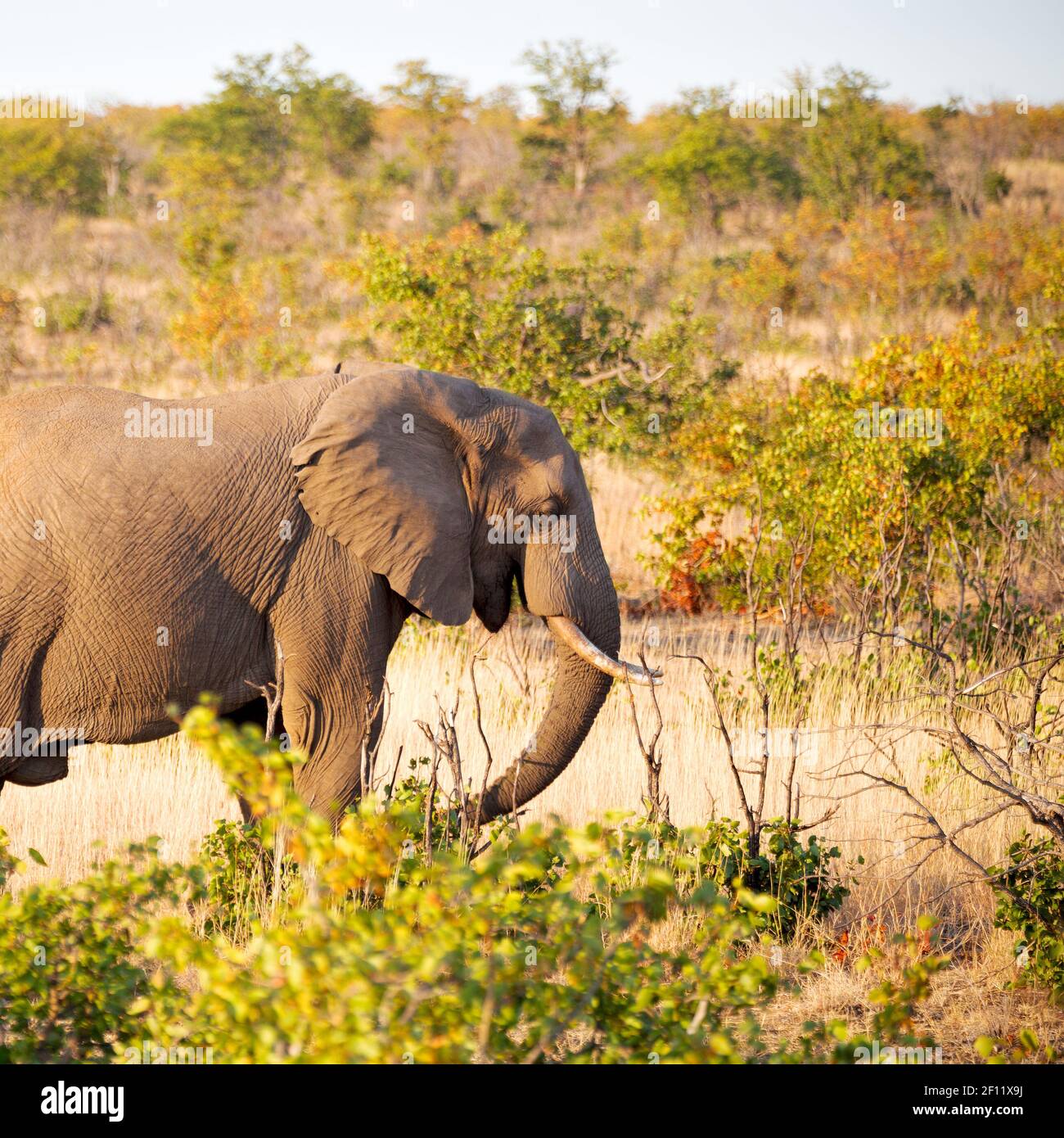 In south africa wildlife nature reserve and elephant Stock Photo Alamy