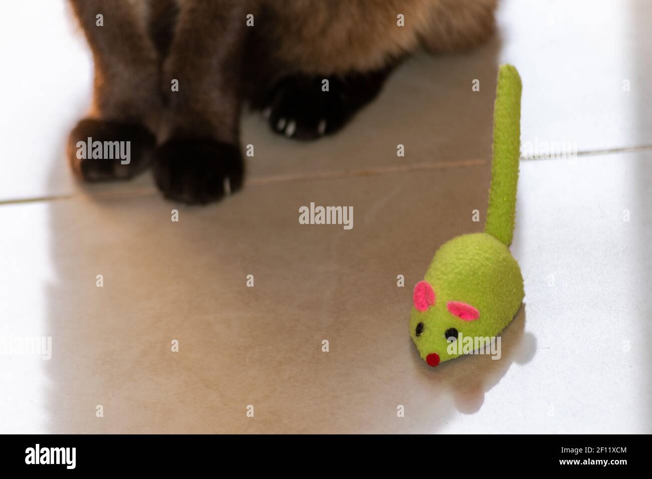 Cat and mouse toy side by side, playful cat at home. Domestic animals toys and cats. Siamese cat at home. Stock Photo
