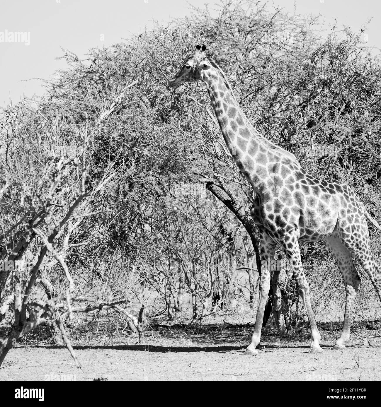 Manyara wildlife Black and White Stock Photos & Images - Alamy