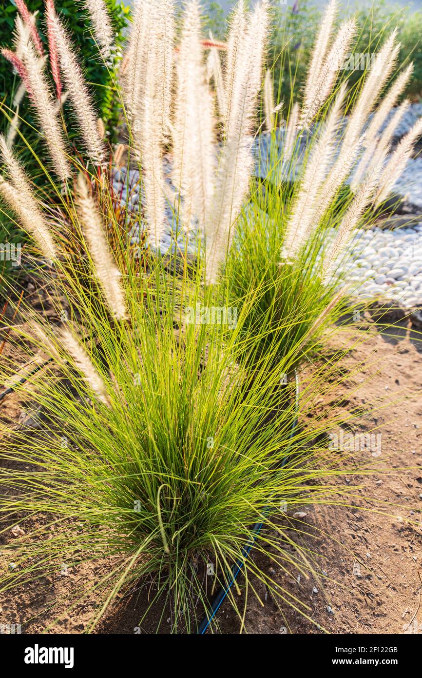 Middle East, Arabian Peninsula, Oman, Muscat, Qurayyat. Decorative