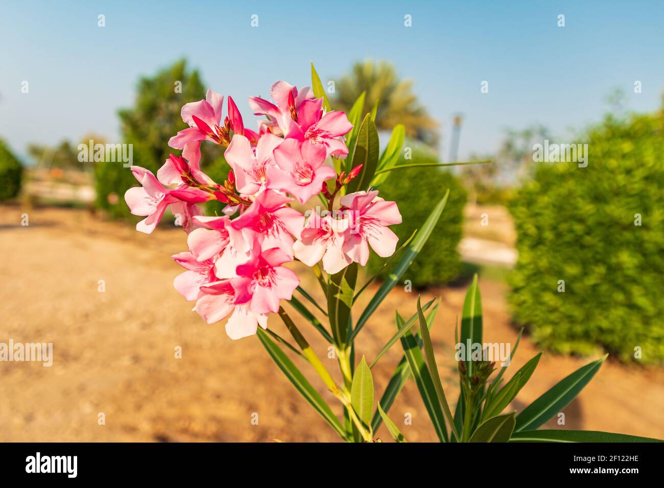 Middle East, Arabian Peninsula, Oman, Muscat, Qurayyat. Flowering