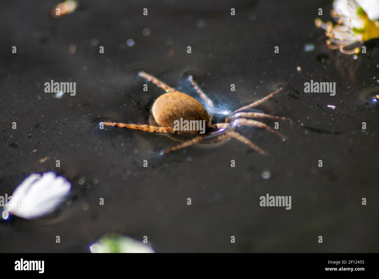Wolf Spider, Alopecosa Kochi spider in the water trying ti get out Stock Photo