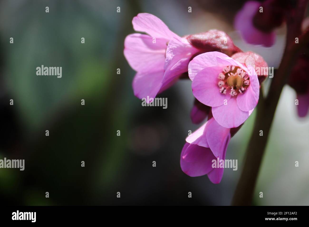 Macro view of bergina trumpet blossoms in bloom Stock Photo