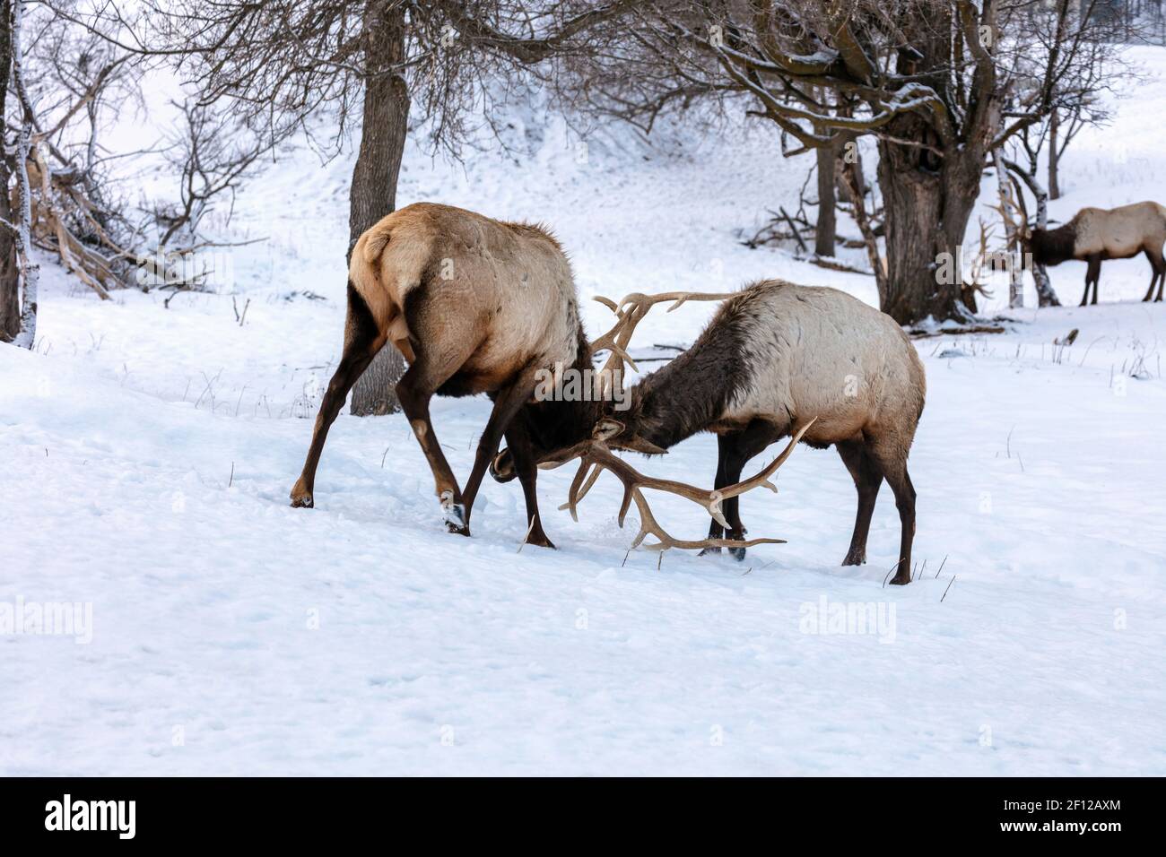 Wapiti, Bull Elk sparring, fighting behavior, (Cervus canadensis), Winter, N. Michigan, USA, by James D Coppinger/Dembinsky Photo Assoc Stock Photo