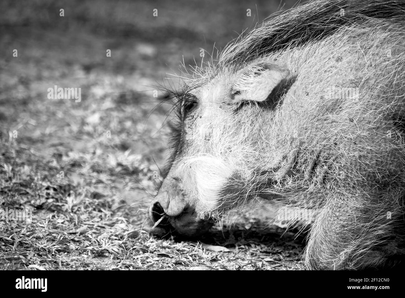 In south africa     wildlife    reserve and   warthog Stock Photo
