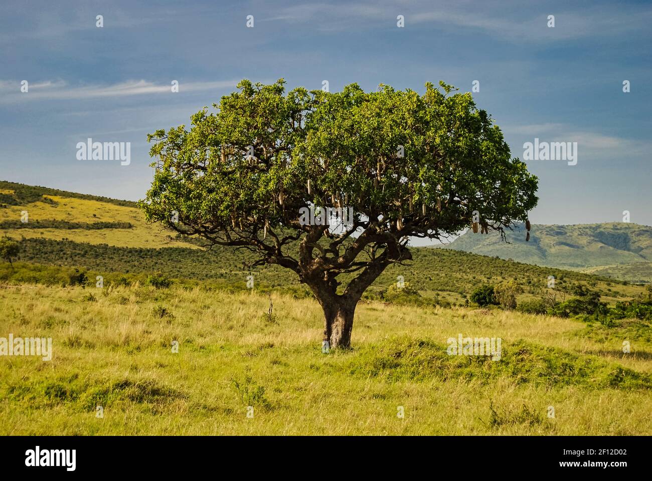African Sausage Tree in Savannah Masai Mara Kenya Stock Photo Alamy