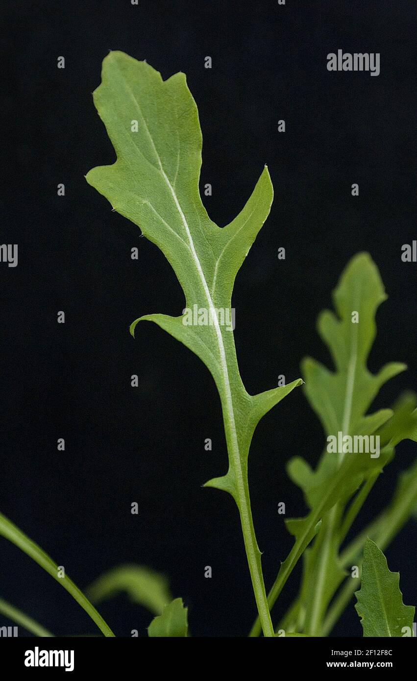 Arugula is an herb that grows well during the winter, as featured at Morning Sun Herb Farm in Vacaville, California, November 25, 2008. (Photo by Florence Low/Sacramento Bee/MCT/Sipa USA) Stock Photo