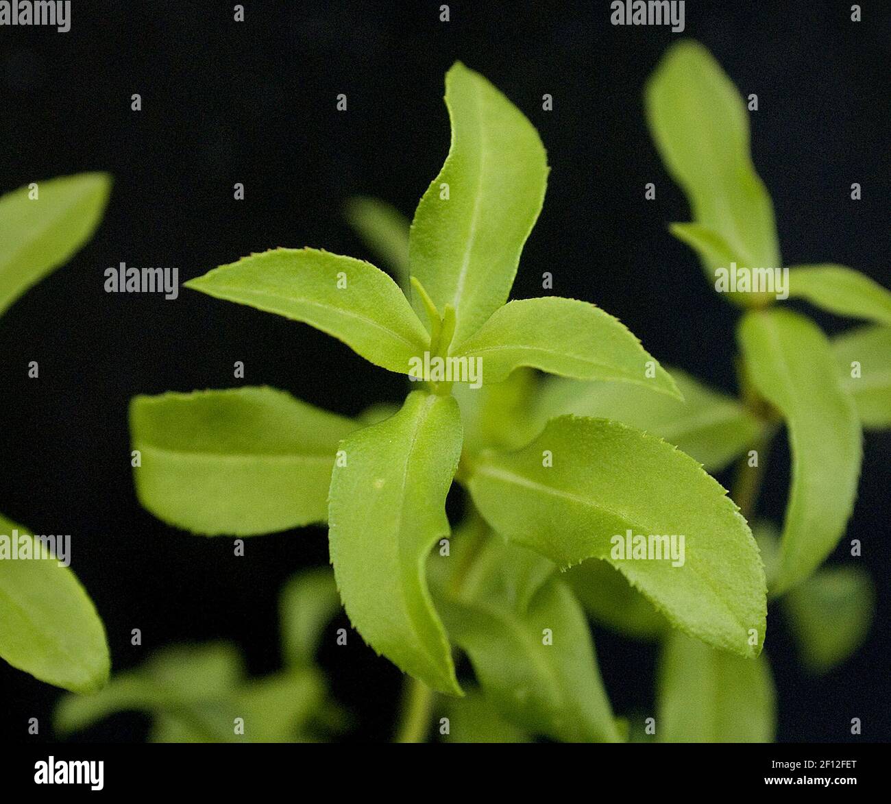 Mexican tarragon is an herb that grows well during the winter, as featured at Morning Sun Herb Farm in Vacaville, California, November 25, 2008. (Photo by Florence Low/Sacramento Bee/MCT/Sipa USA) Stock Photo