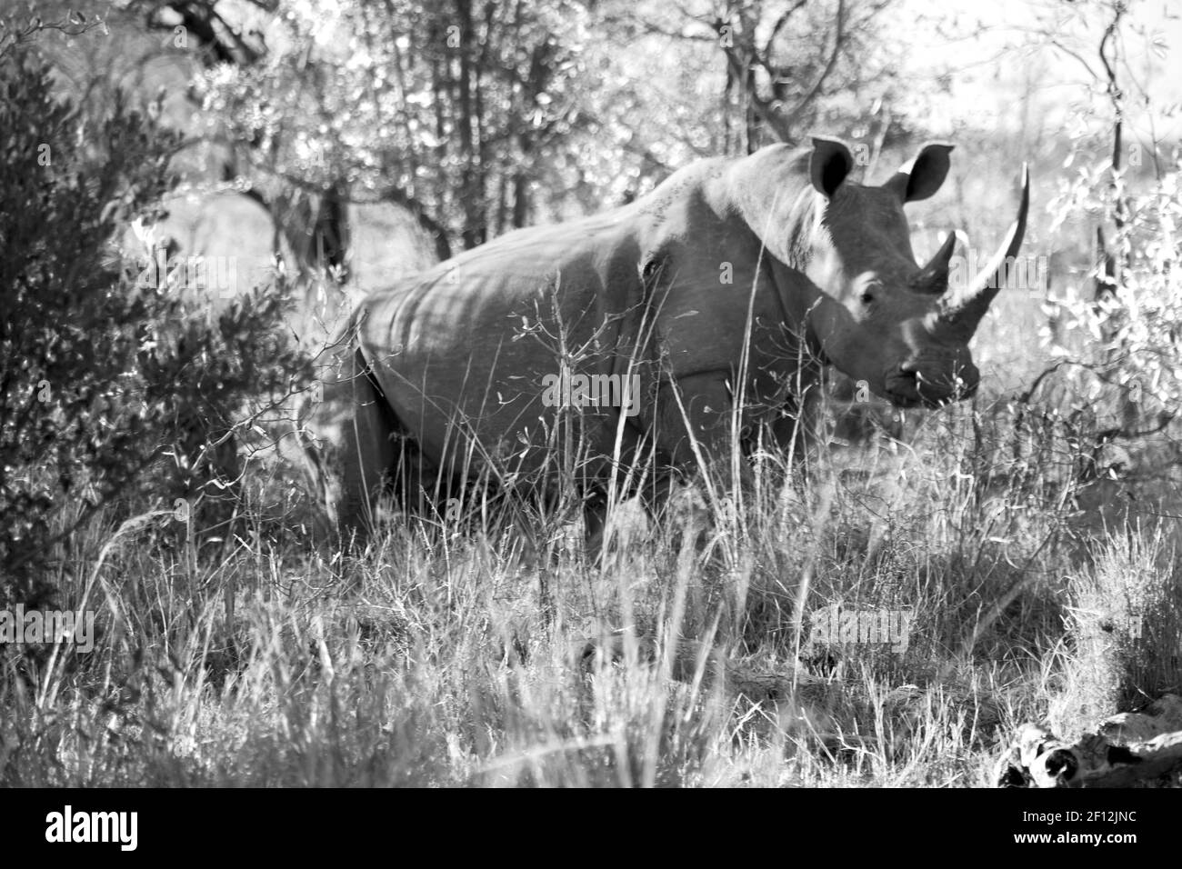 In south africa wildlife reserve and rhinoceros Stock Photo Alamy