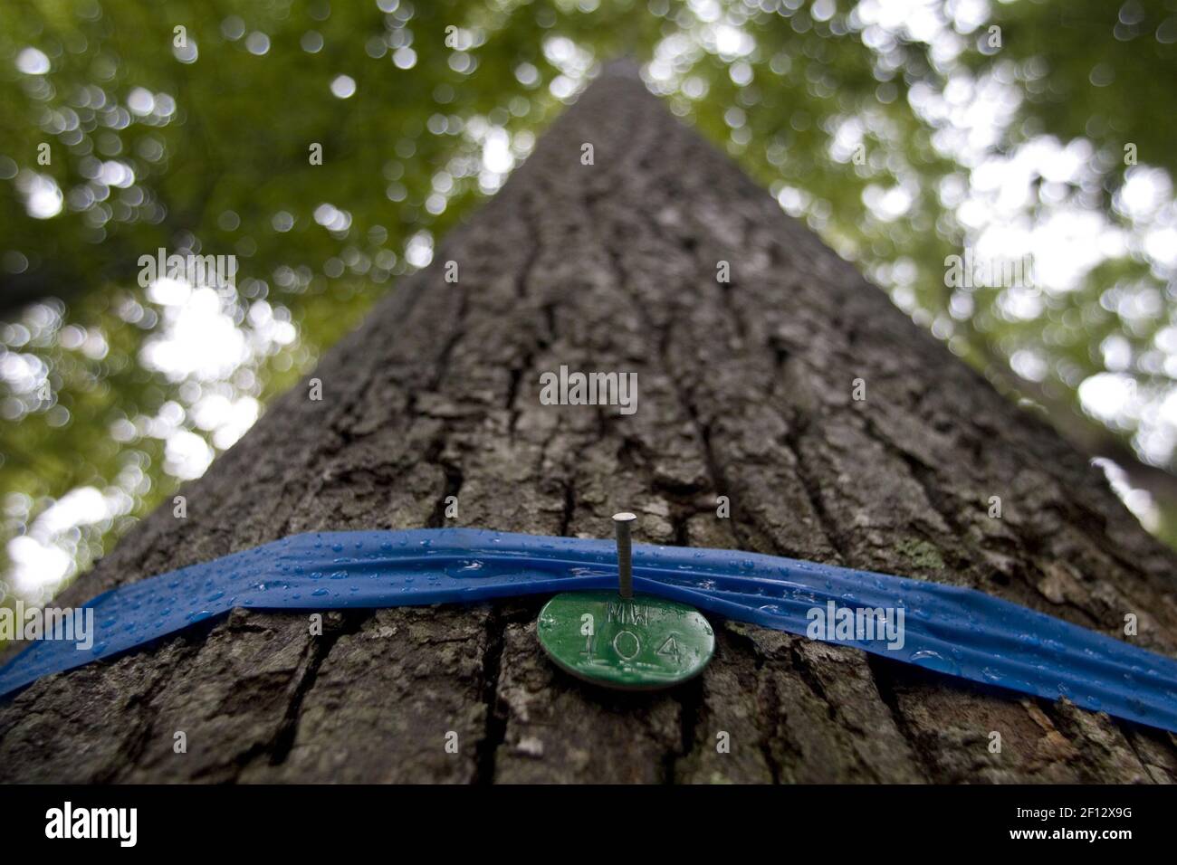 Trees selected for their viability are numerically tagged in the EcoEternity Forest at Makemie Woods in Barhamsville, Virginia. Up to 15 people can be interred around the base of family reunion trees. (Adrin Snider/Newport News Daily Press/MCT/Sipa USA) Stock Photo