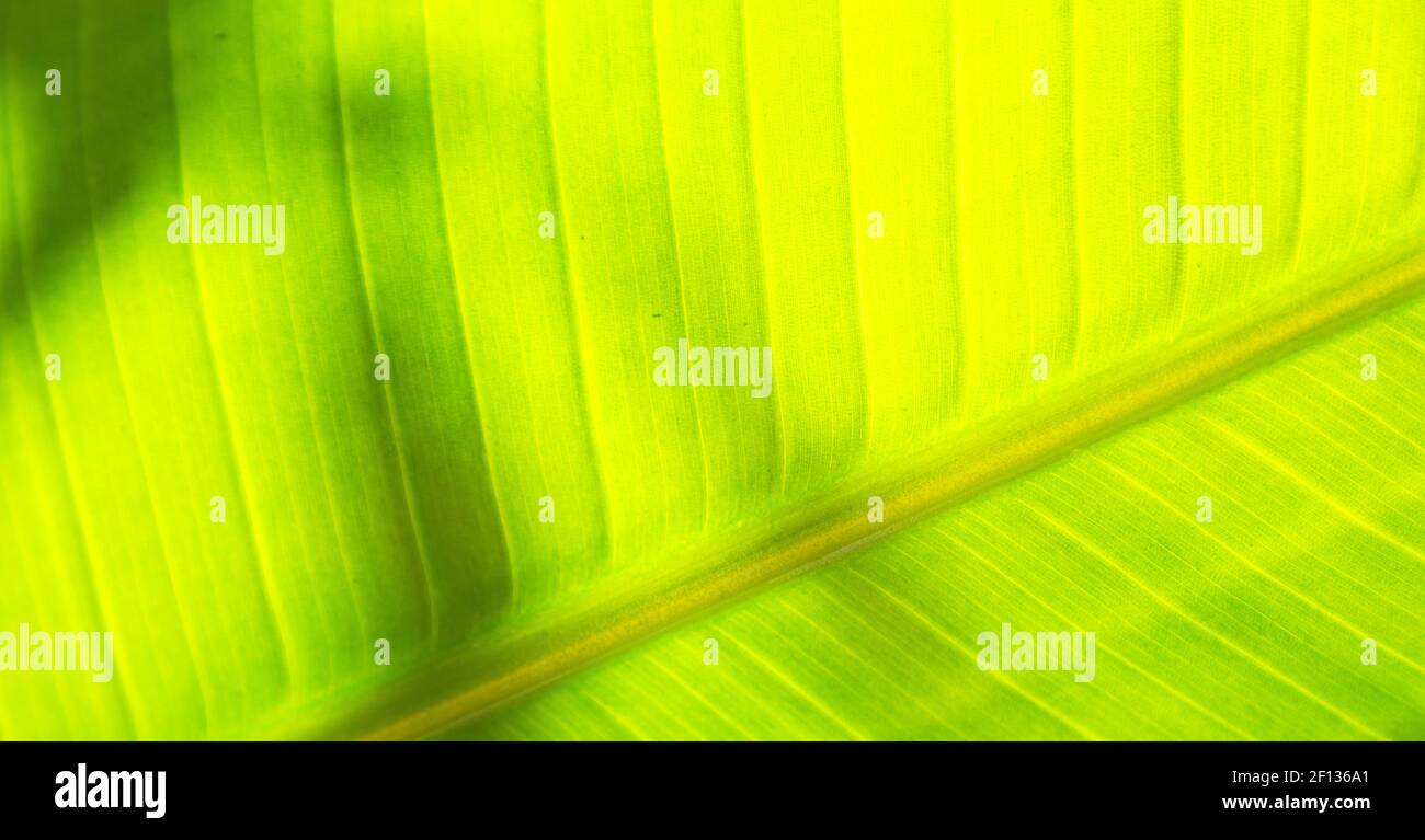 Like a leaf hi-res stock photography and images - Alamy
