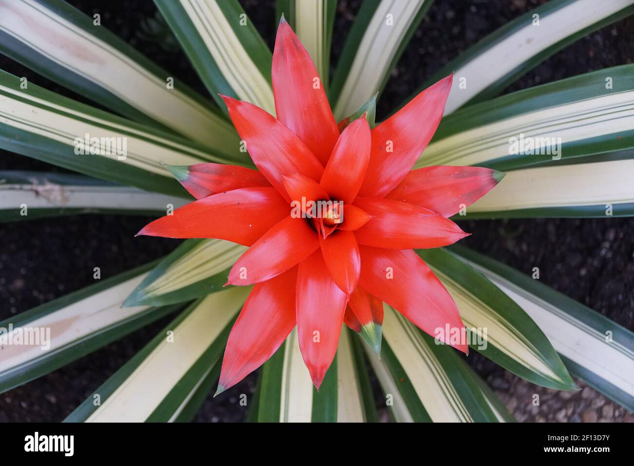 Green, white and bright red colors of Guzmania George plant Stock Photo