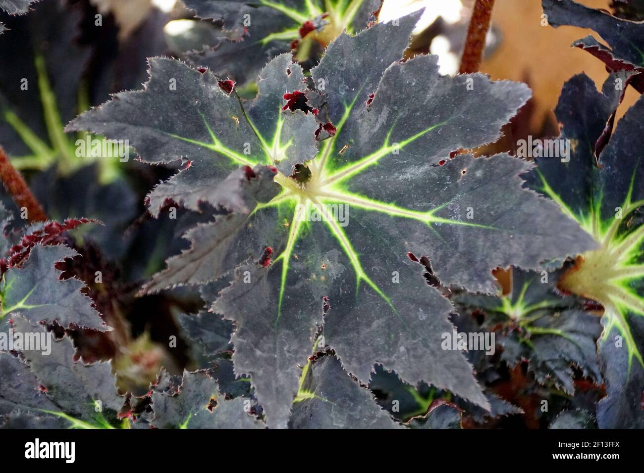 The dark leaves of Begonia Black Fang tropical plant Stock Photo