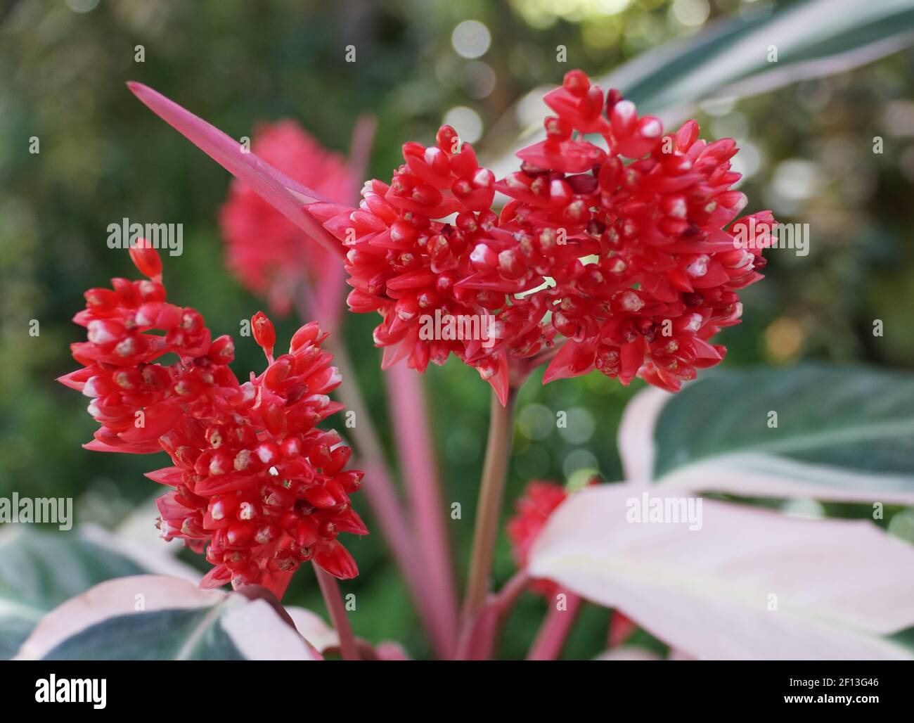 The red flowers of Stromanthe Sanguinea Triostar, a tropical plant Stock Photo