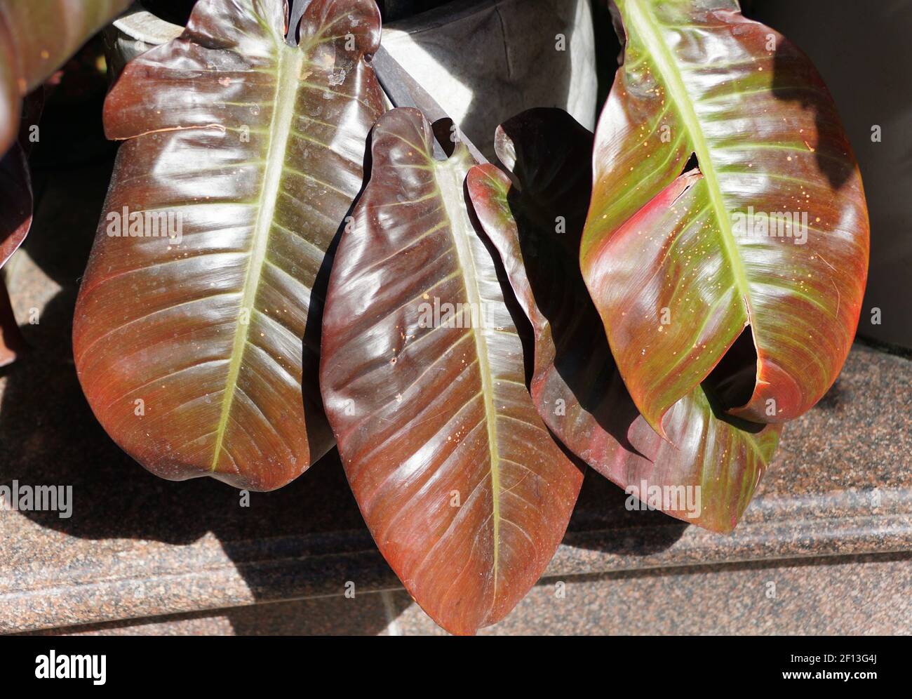Red-Leaf of Philodendron Black Cardinal, a favorite collector's item for tropical plants Stock Photo