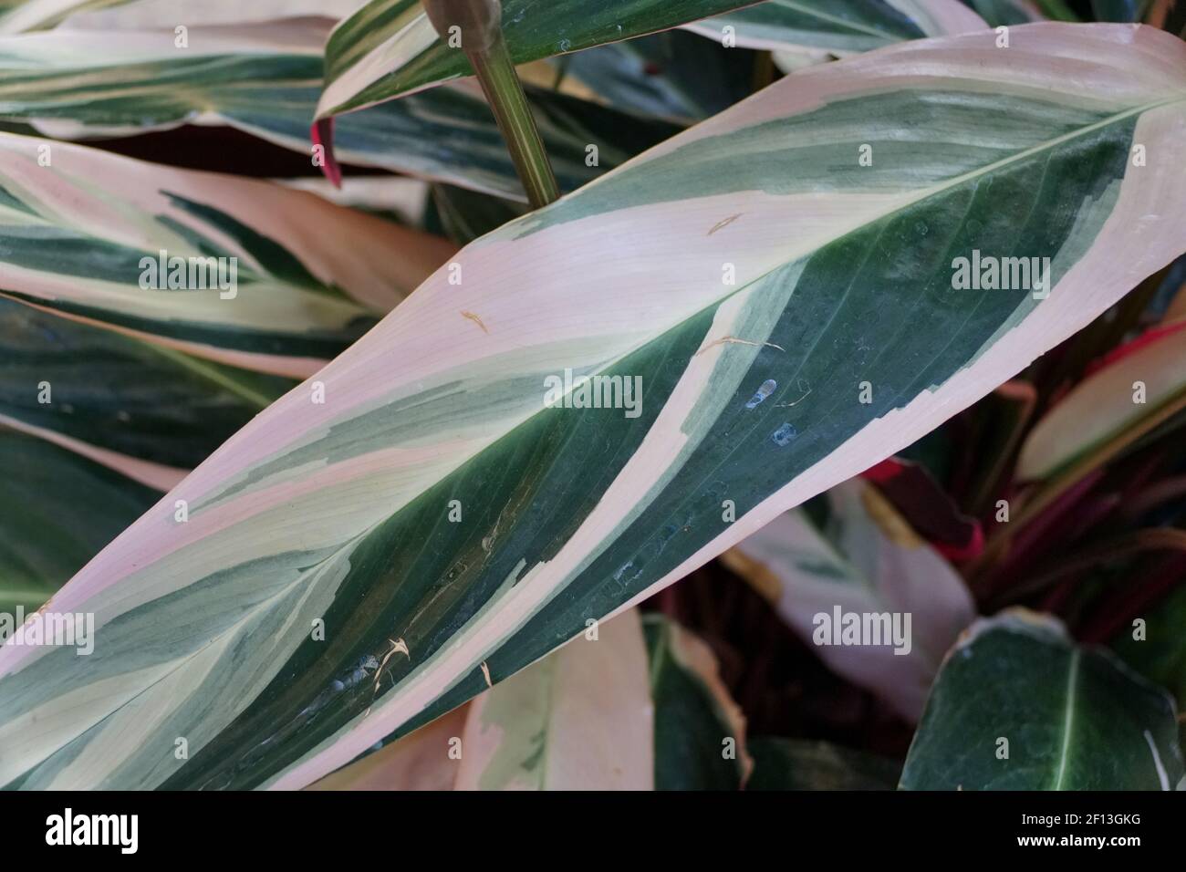 The white and green leaves of Stromanthe Sanguinea Triostar, a tropical plant Stock Photo