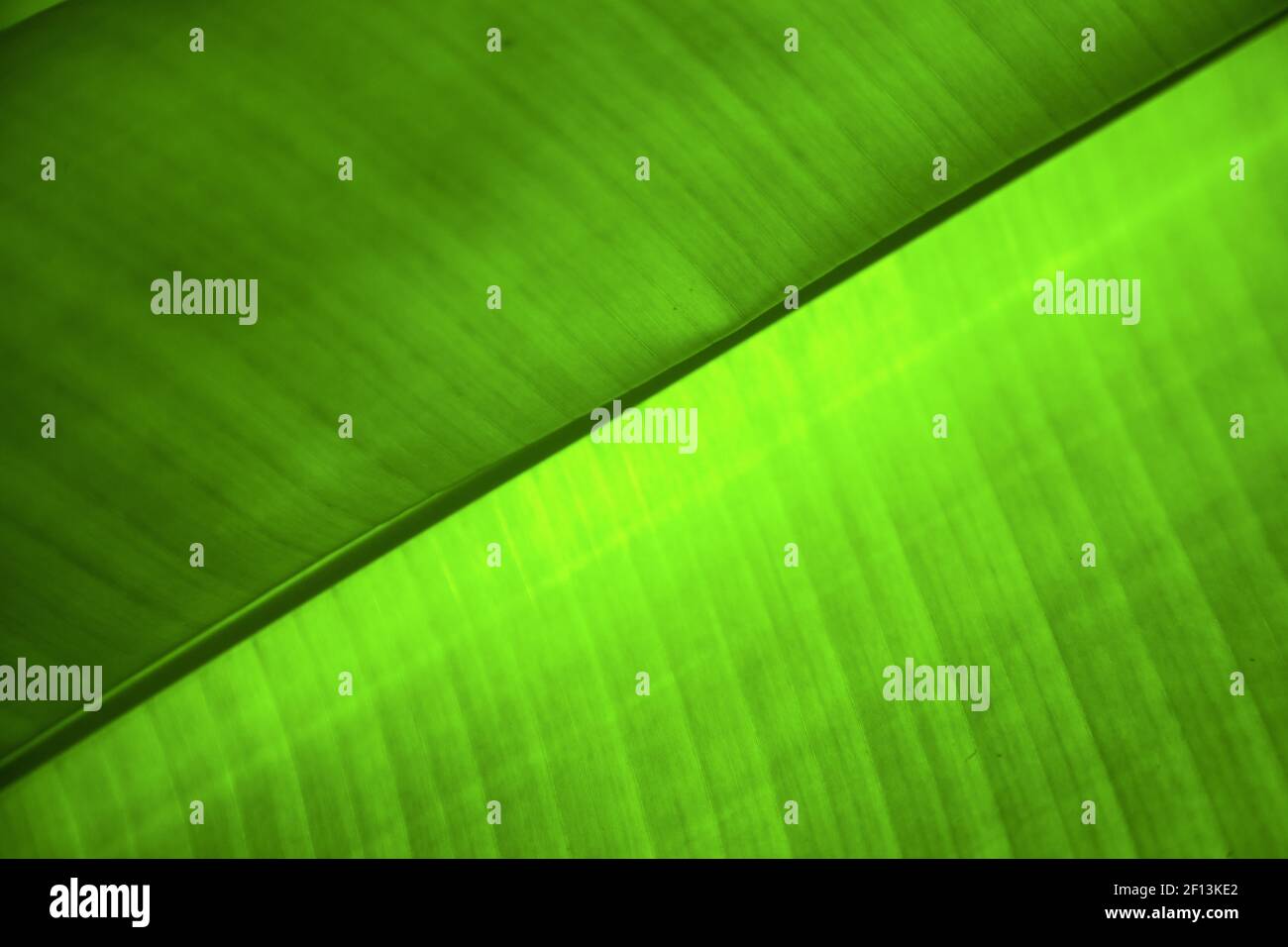 Thailand i abstract leaf and his veins background Stock Photo - Alamy