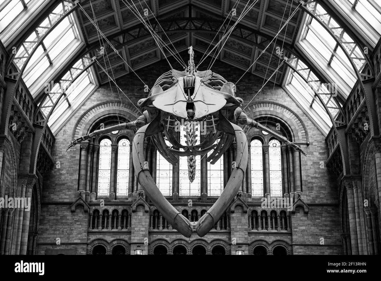 The interior of Natural History Museum with whale skeleton, London, United Kingdom (black & white) Stock Photo