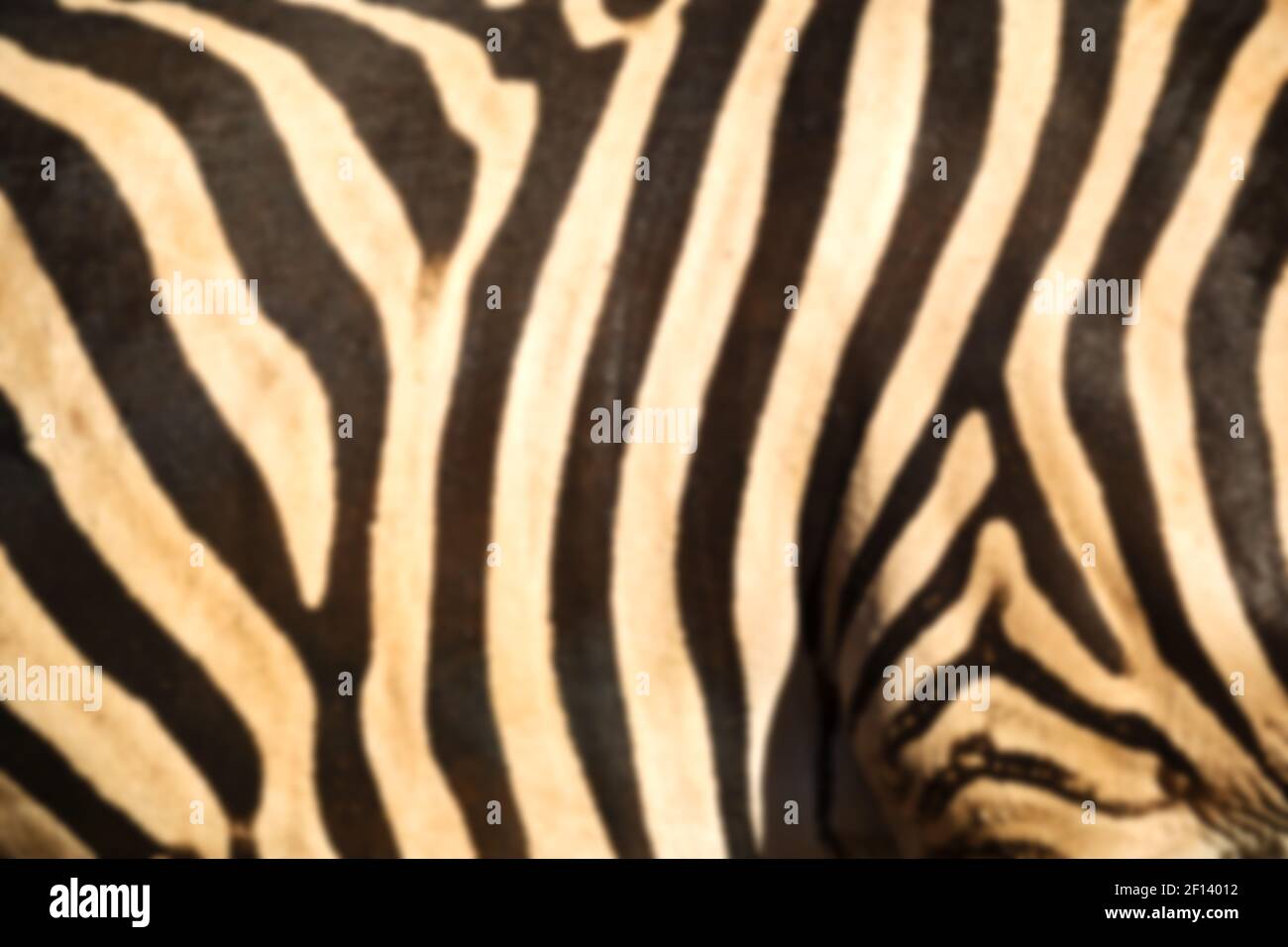 Wild zebra skin abstract background Stock Photo