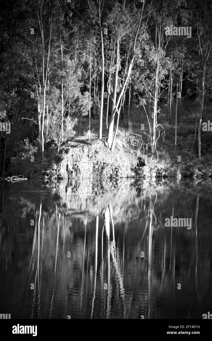 The pound lake and tree reflection in water Stock Photo Alamy