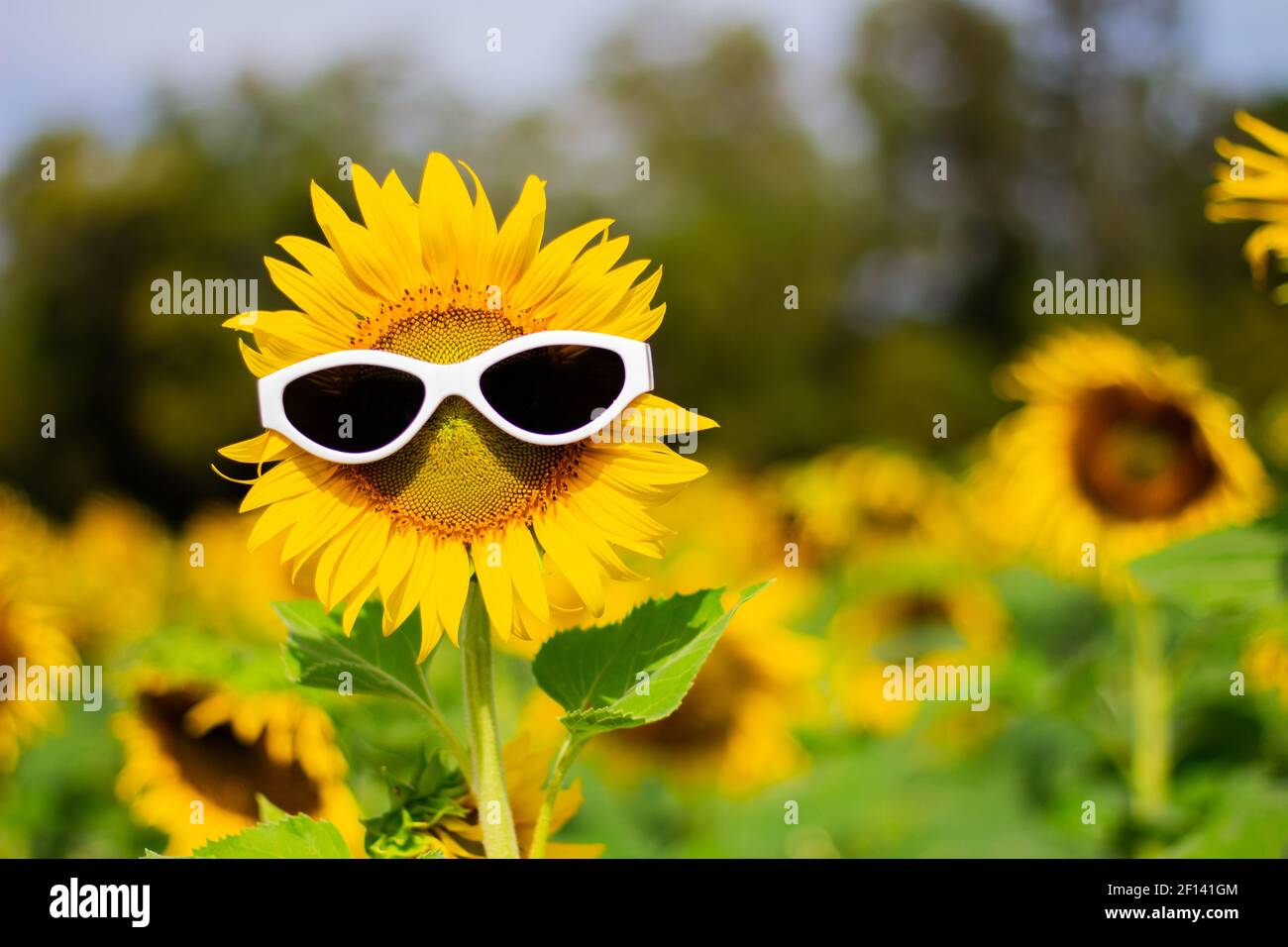 Sunflower wearing sunglasses, Concept of the summer funny background.(Soft Focus) Stock Photo