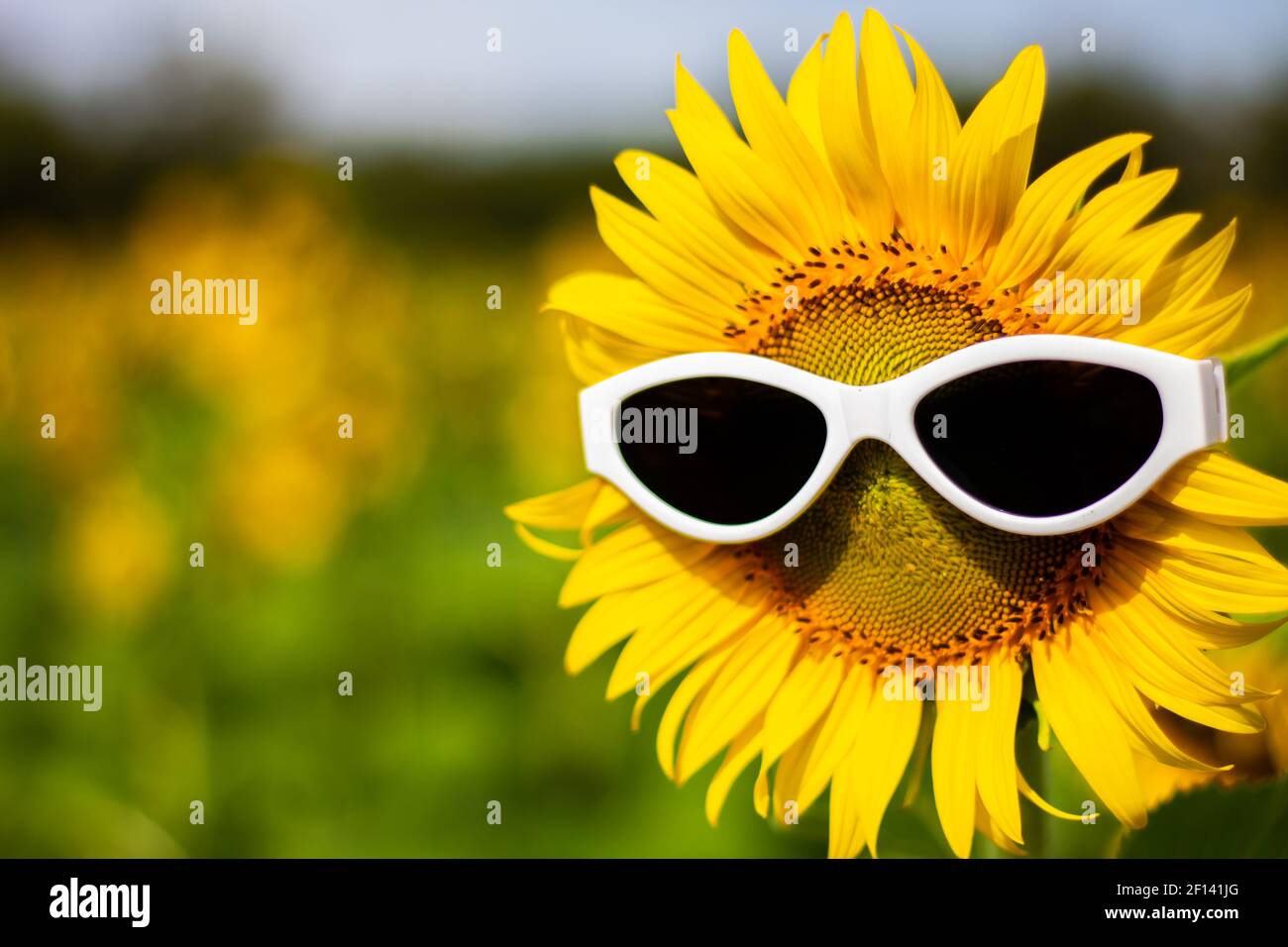 Sunflower wearing sunglasses, Concept of the summer funny background.(Soft Focus) Stock Photo