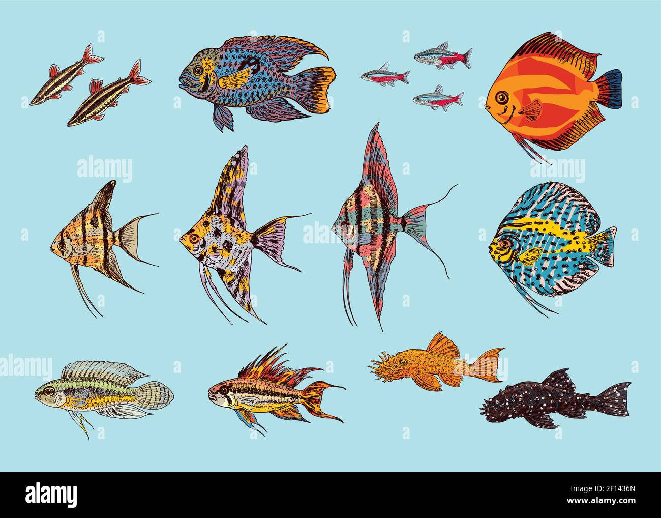 Beautiful aquarium fishes collection in colorful drawing style on light background isolated vector illustration Stock Vector