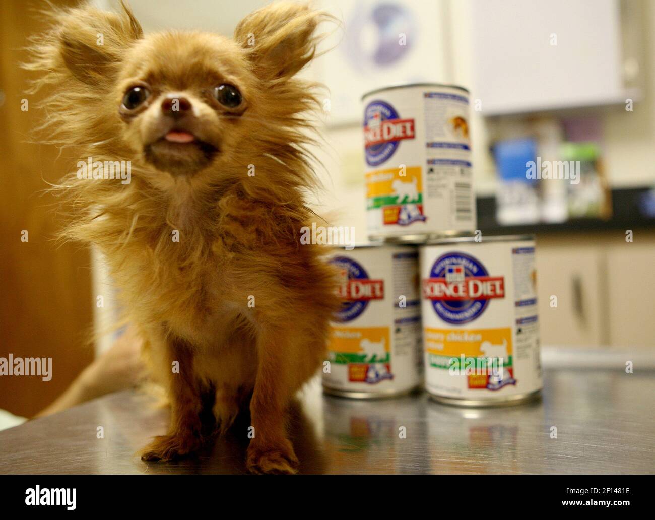 Therapy dog Dancer a longhaired Chihuahua came close to grabbing