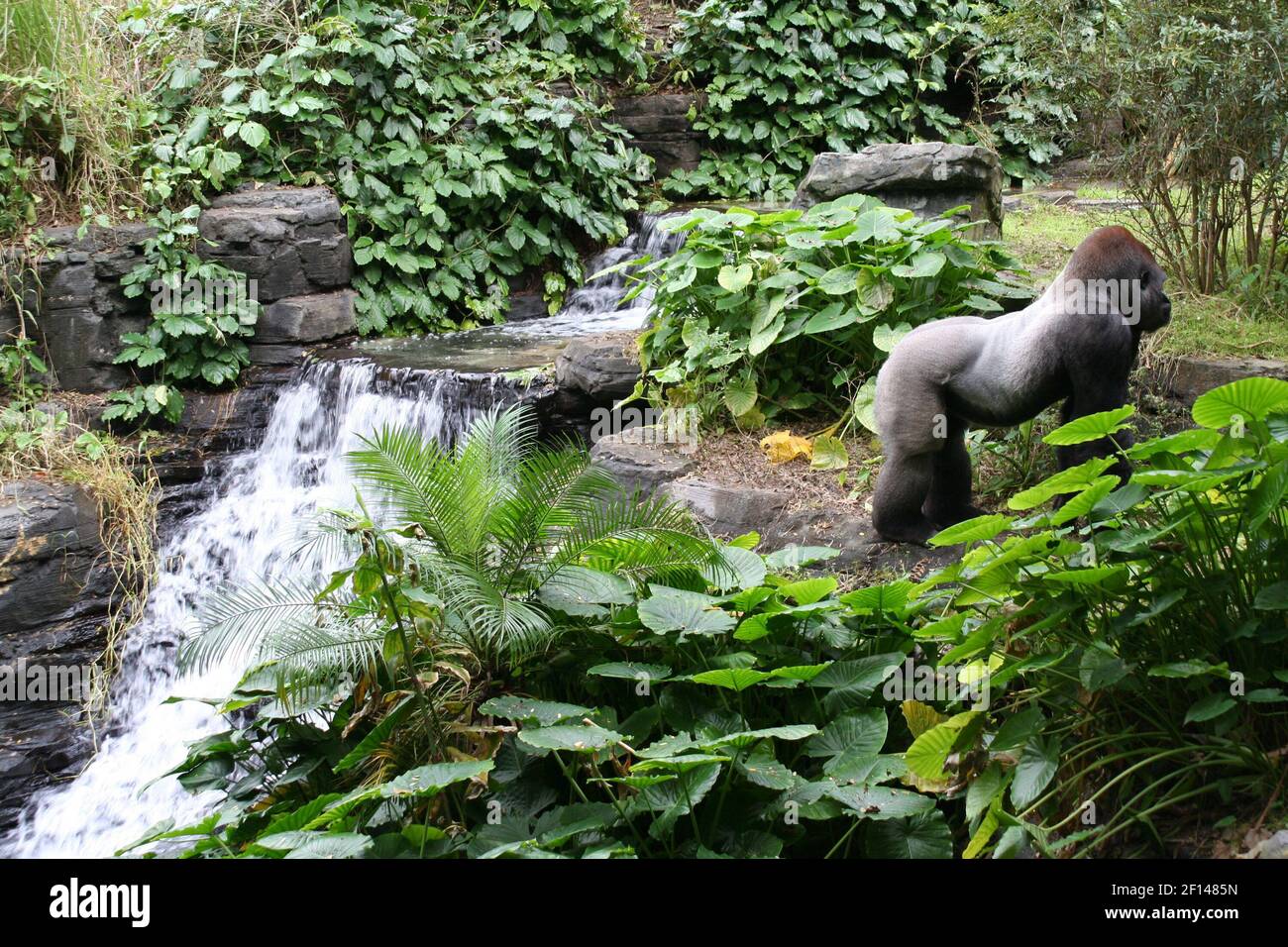 A western lowland gorilla appears at peace along the Pangani Forest Exploration Trail within Disney's Animal Kingdom's tropical Africa habitat in Orlando, Florida. (Photo by Alan Solomon/Chicago Tribune/MCT/Sipa USA Stock Photo - A western lowland gorilla appears at peace along the Pangani Forest Exploration Trail within Disney's Animal Kingdom's tropical Africa habitat in Orlando, Florida. (Photo by Alan Solomon/Chicago Tribune/MCT/Sipa USA Stock Photo -