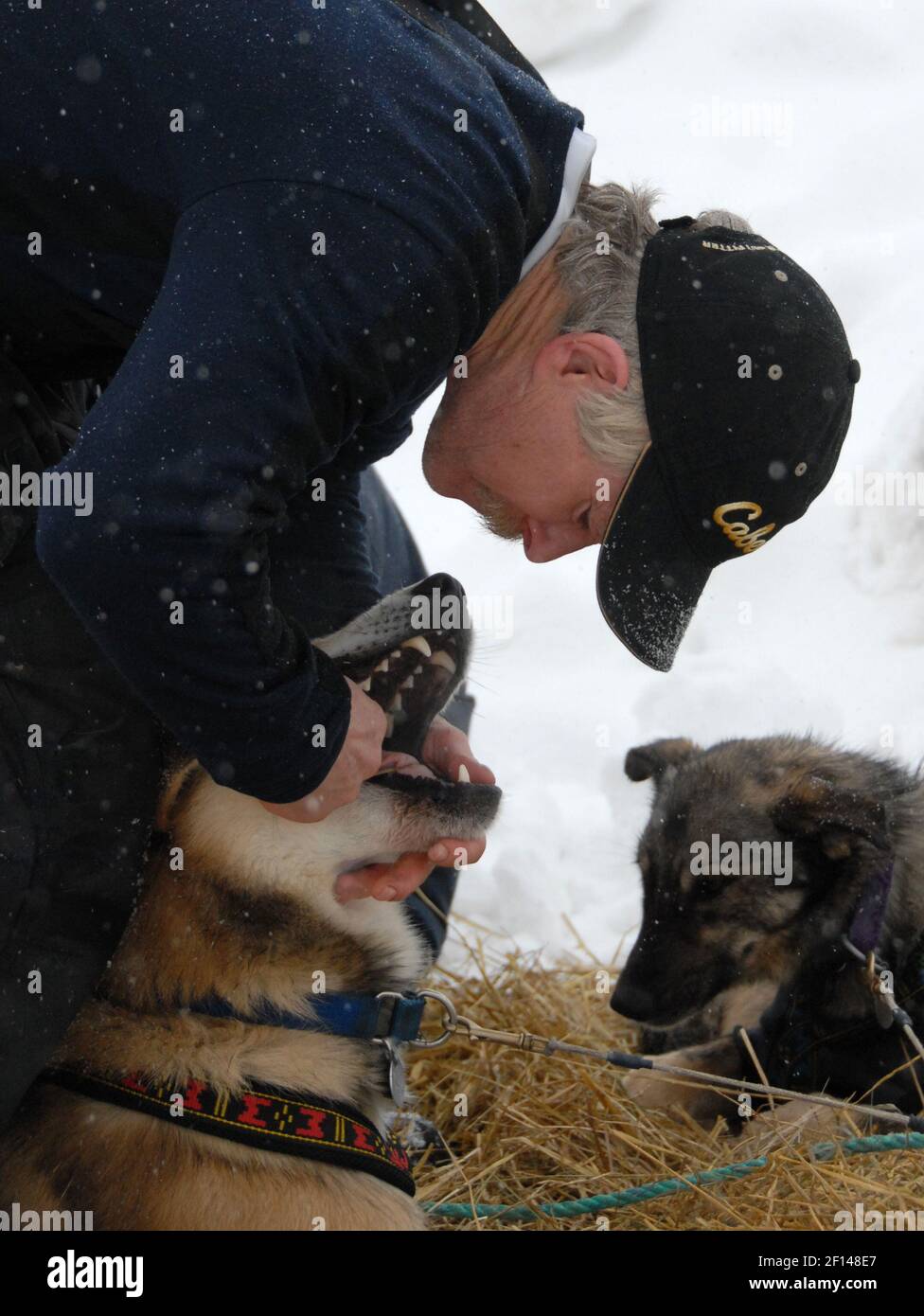 Iditarod trail sled dog musher Jeff King gives his dog Salomon a pill at  the Ruby checkpoint in Alaska, on Friday, March 7, 2008. (Photo by Bob  Hallinen/Anchorage Daily News/MCT/Sipa USA Stock