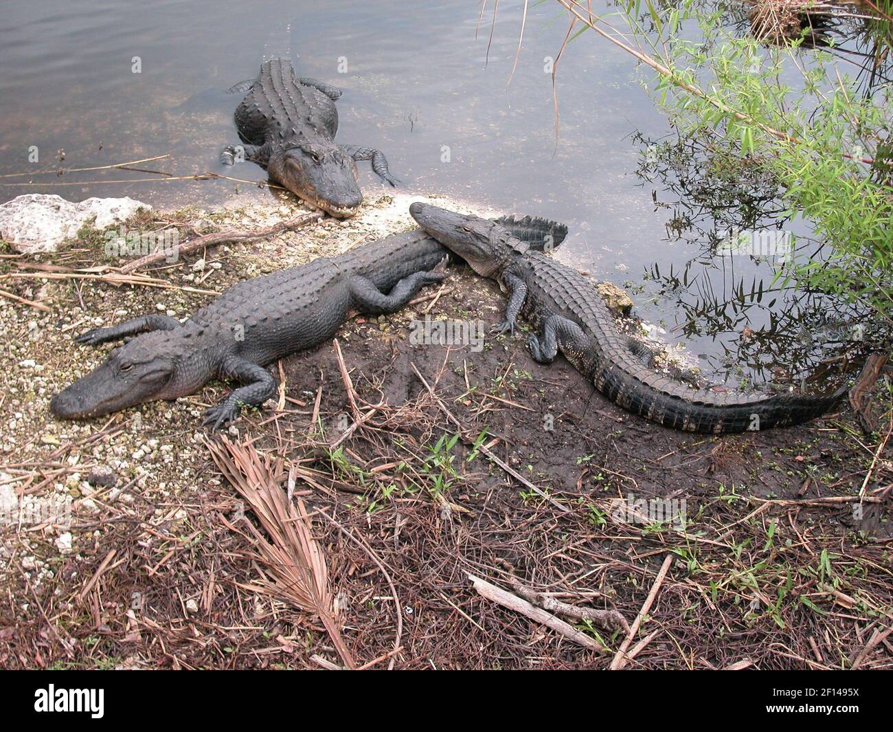 Alligators soak up sun and try to regulate their body temperatures at ...