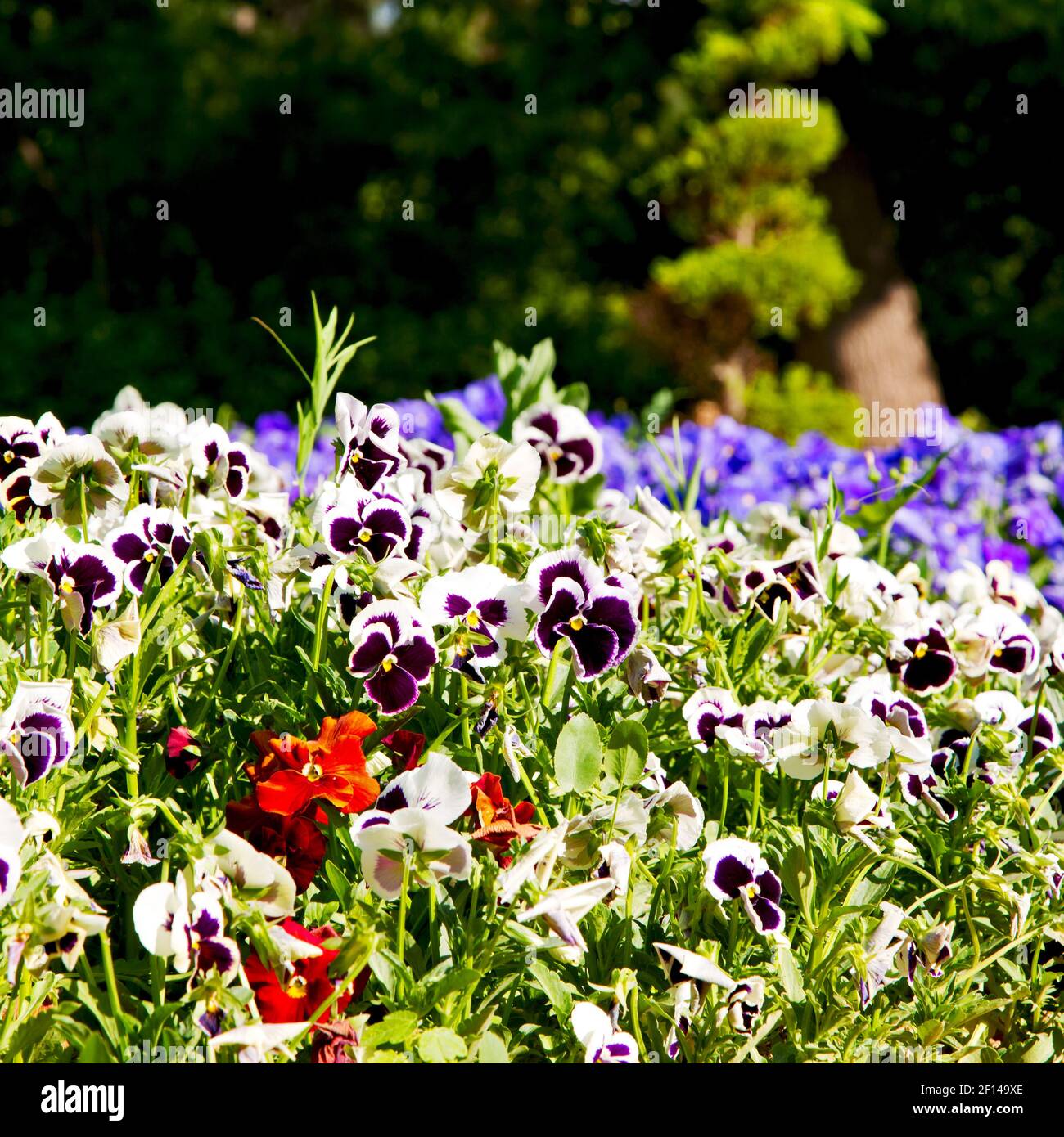 The flowers and   garden Stock Photo