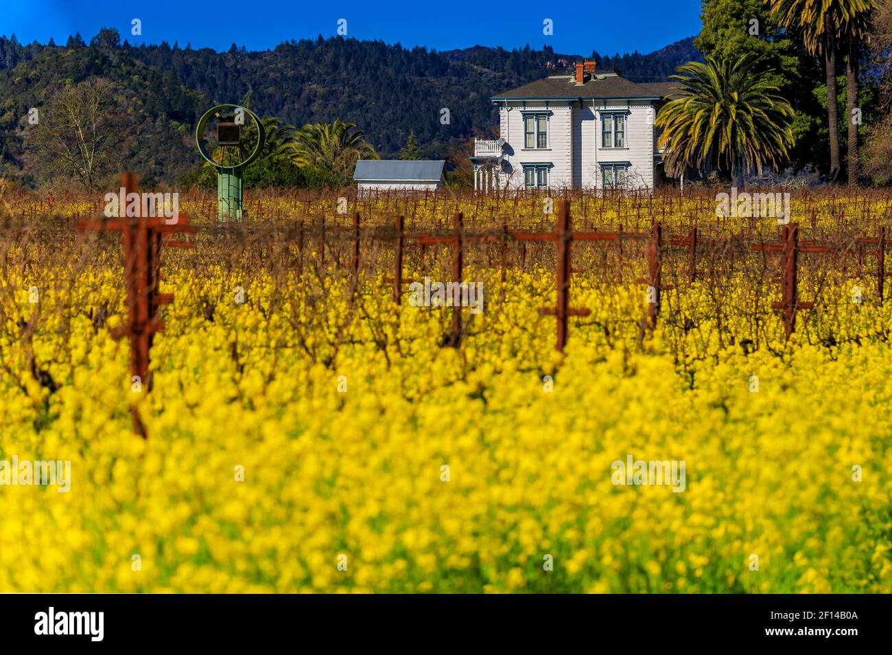 Golden yellow mustard flowers blooming between grape vines at a