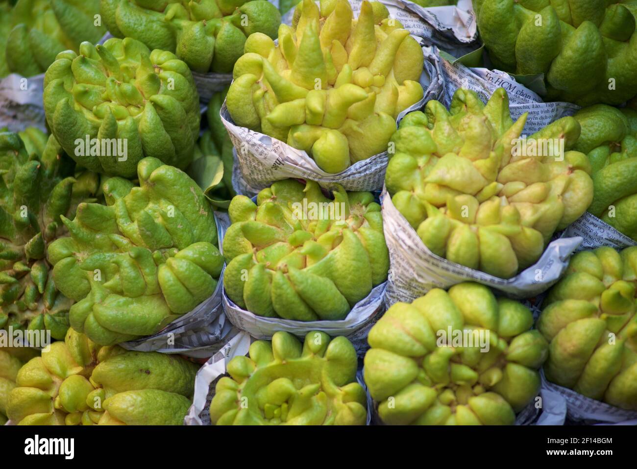 Sarcodactylus hires stock photography and images Alamy