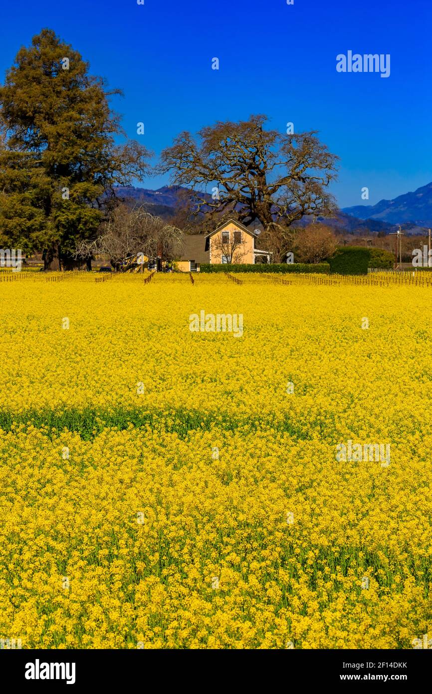 Golden yellow mustard flowers blooming between grape vines at a vineyard in the spring in Yountville Napa Valley, California, USA Stock Photo