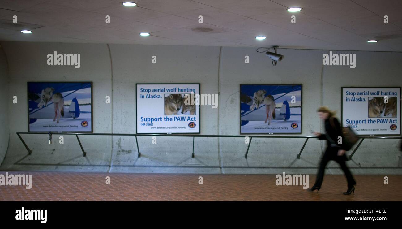 There are plenty of wolves in the nation's capitol and they come in all ...