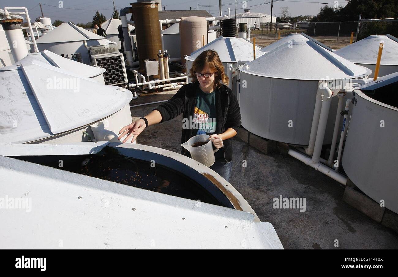 Chelsea McDougall, 20 feeds flounder hatchlings at UNCWilmington's