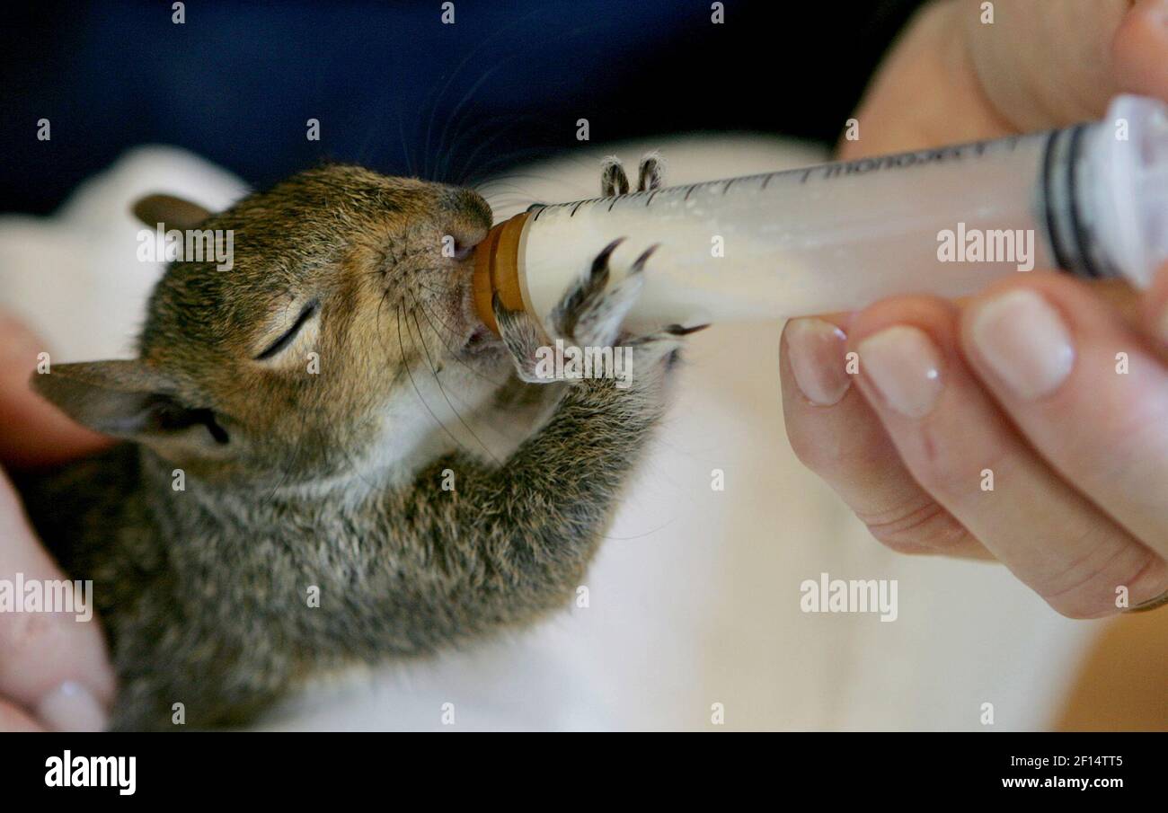 Squirrel hotsell nipple bottle