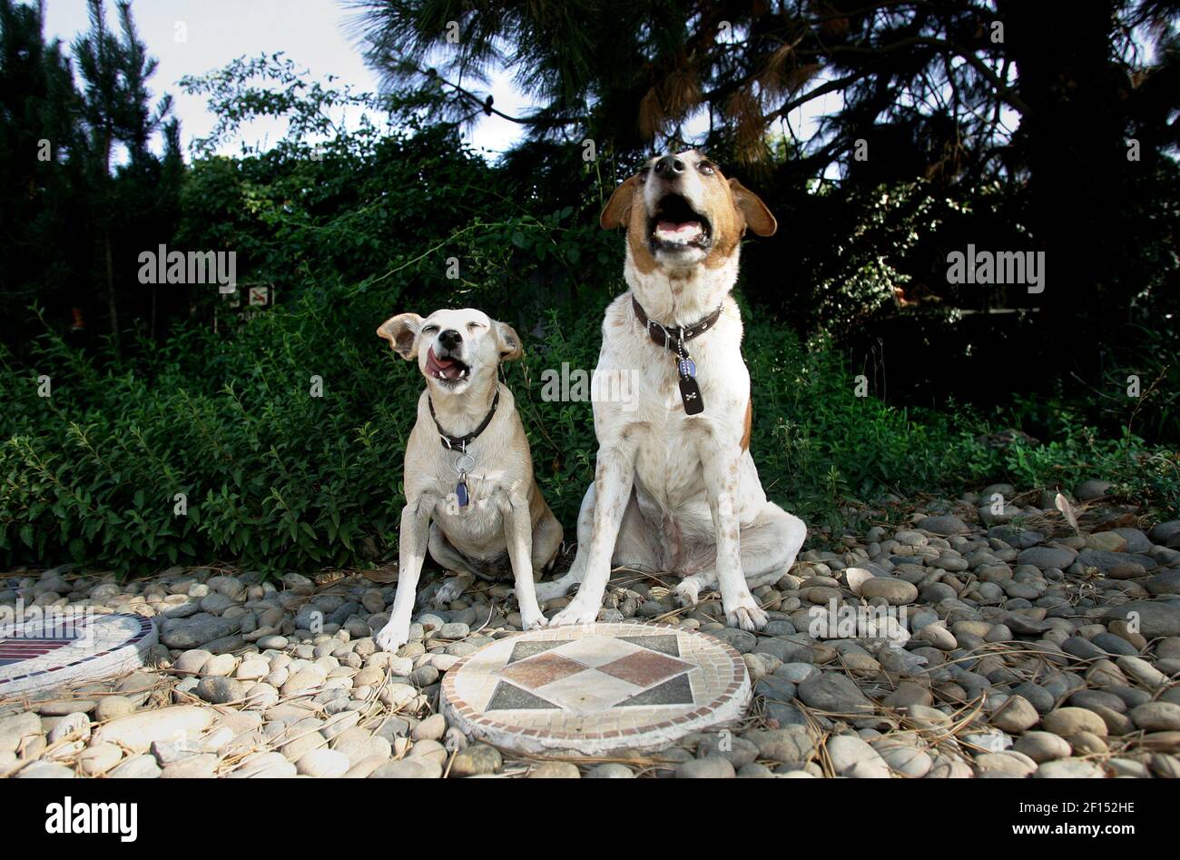 Some gardeners use rocks to keep pets away from plants. (Photo by Kurt