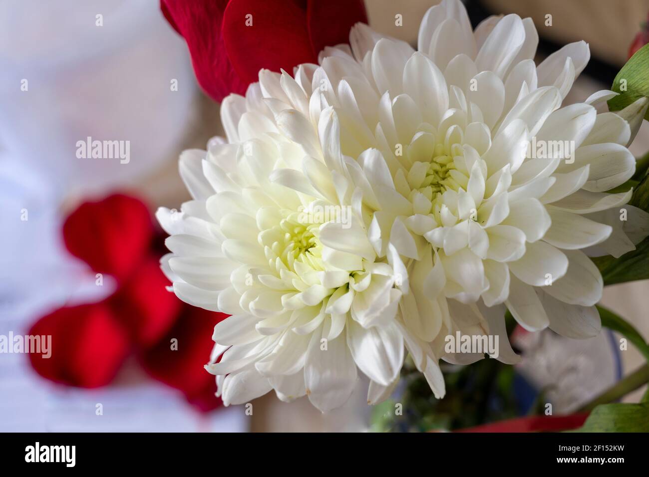 White rose blooms up close hi-res stock photography and images - Alamy