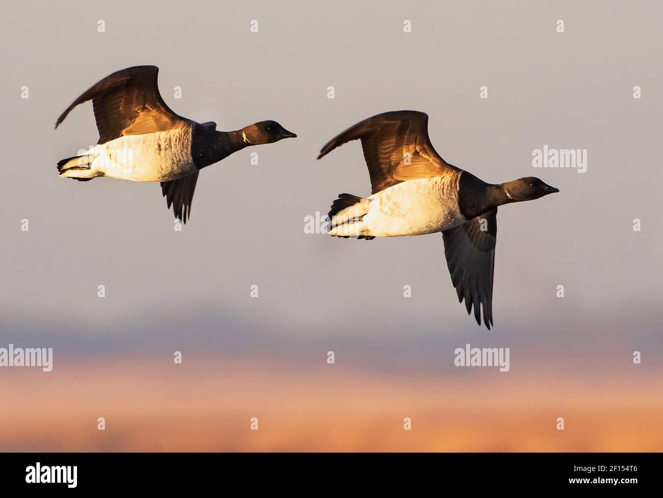 Atlantic brant geese in flight Stock Photo