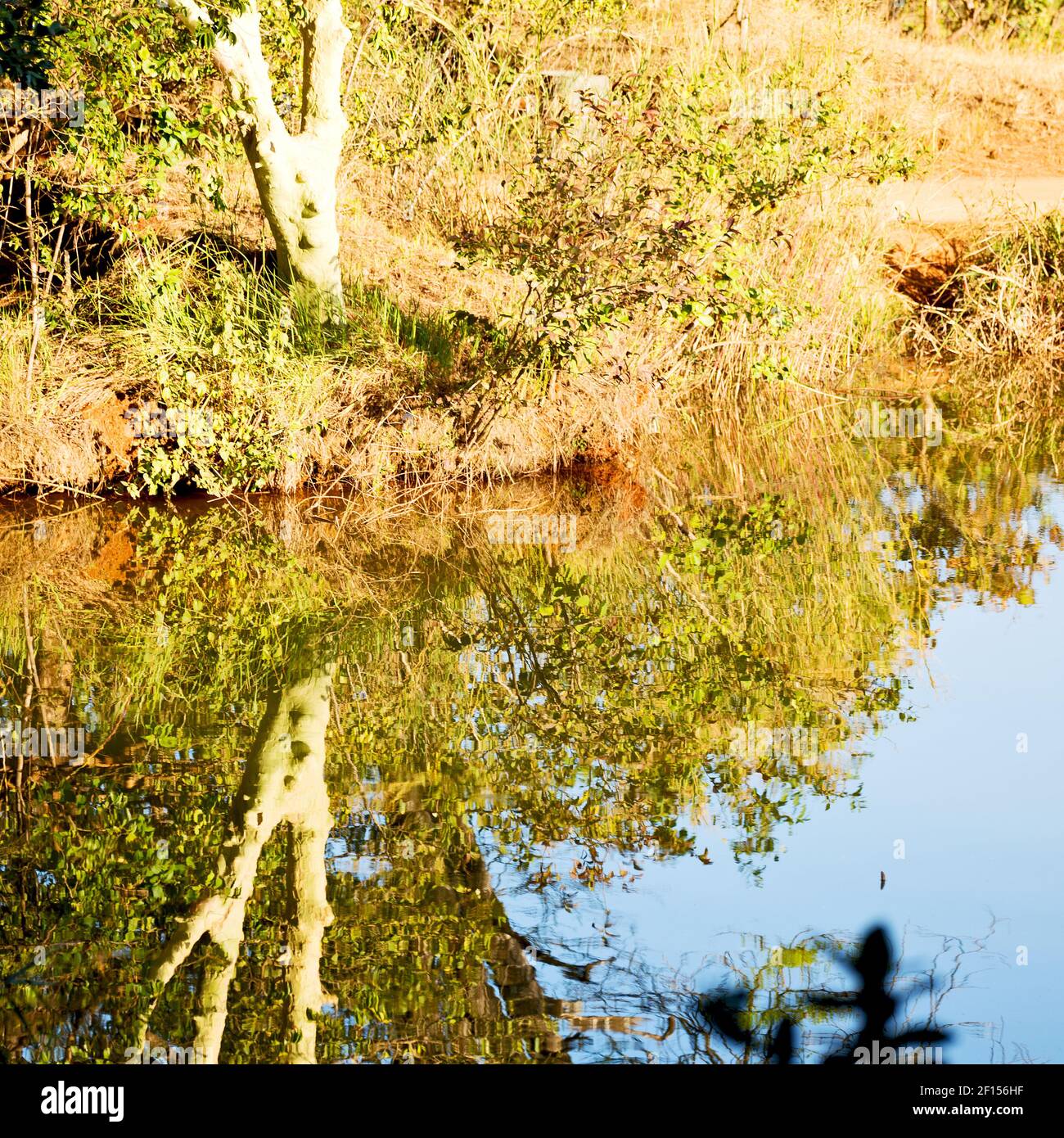 The pound lake and tree reflection in water Stock Photo Alamy