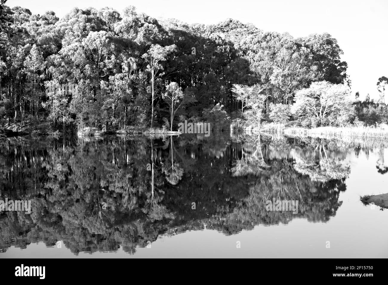 The pound lake and tree reflection in water Stock Photo Alamy